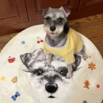 Tapis Chien Personnalisé Rond – Dessin Aquarelle photo review