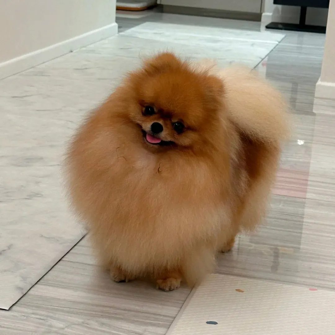 Loulou de Poméranie (Spitz nain) roux en plan rapproché, crinière abondante et yeux vifs — le chien peluche par excellence