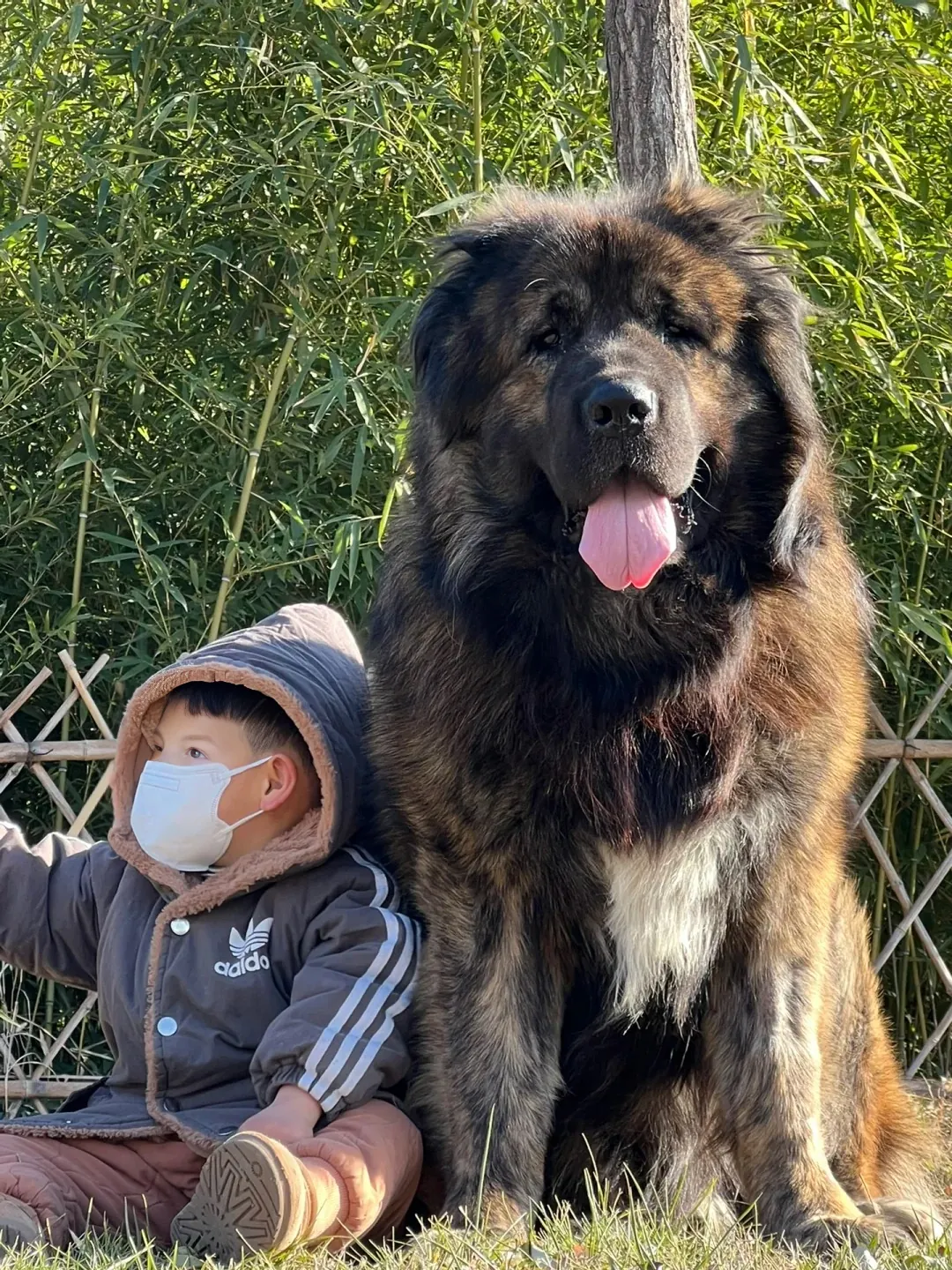 Chien qui ressemble à un ours : 8 races à découvrir Berger du Caucase adulte avec son épais pelage gris et sa stature massive qui évoque un véritable ours brun, vu de face