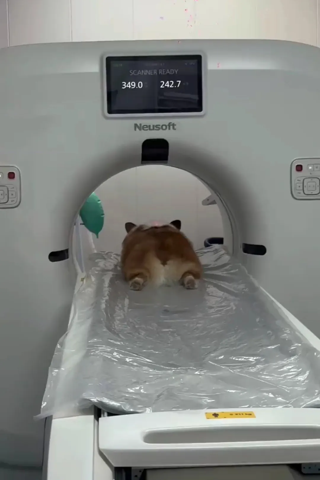 Vétérinaire examinant un chien lors d'une consultation — certains signes digestifs récurrents méritent un avis médical
