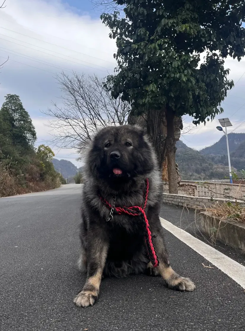 Chien qui ressemble à un ours : 8 races à découvrir Berger du Caucase chiot avec son épais pelage gris et sa stature massive qui évoque un véritable ours brun, vu de face