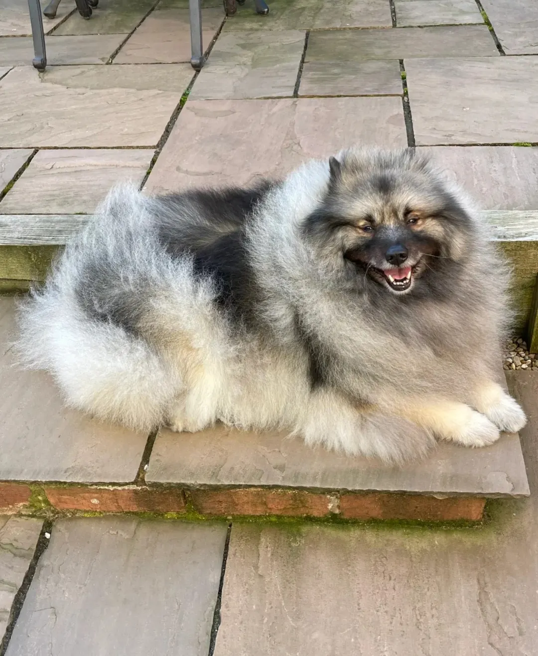 Keeshond en plan large, collerette volumineuse et queue en panache, look de peluche nordique en taille intermédiaire