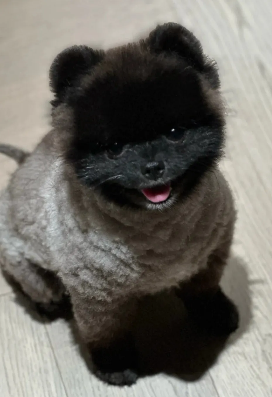 Chien qui ressemble à un ours : 8 races à découvrir Spitz nain (Loulou de Poméranie) roux avec sa crinière volumineuse, le petit chien qui ressemble à un ourson en peluche miniature