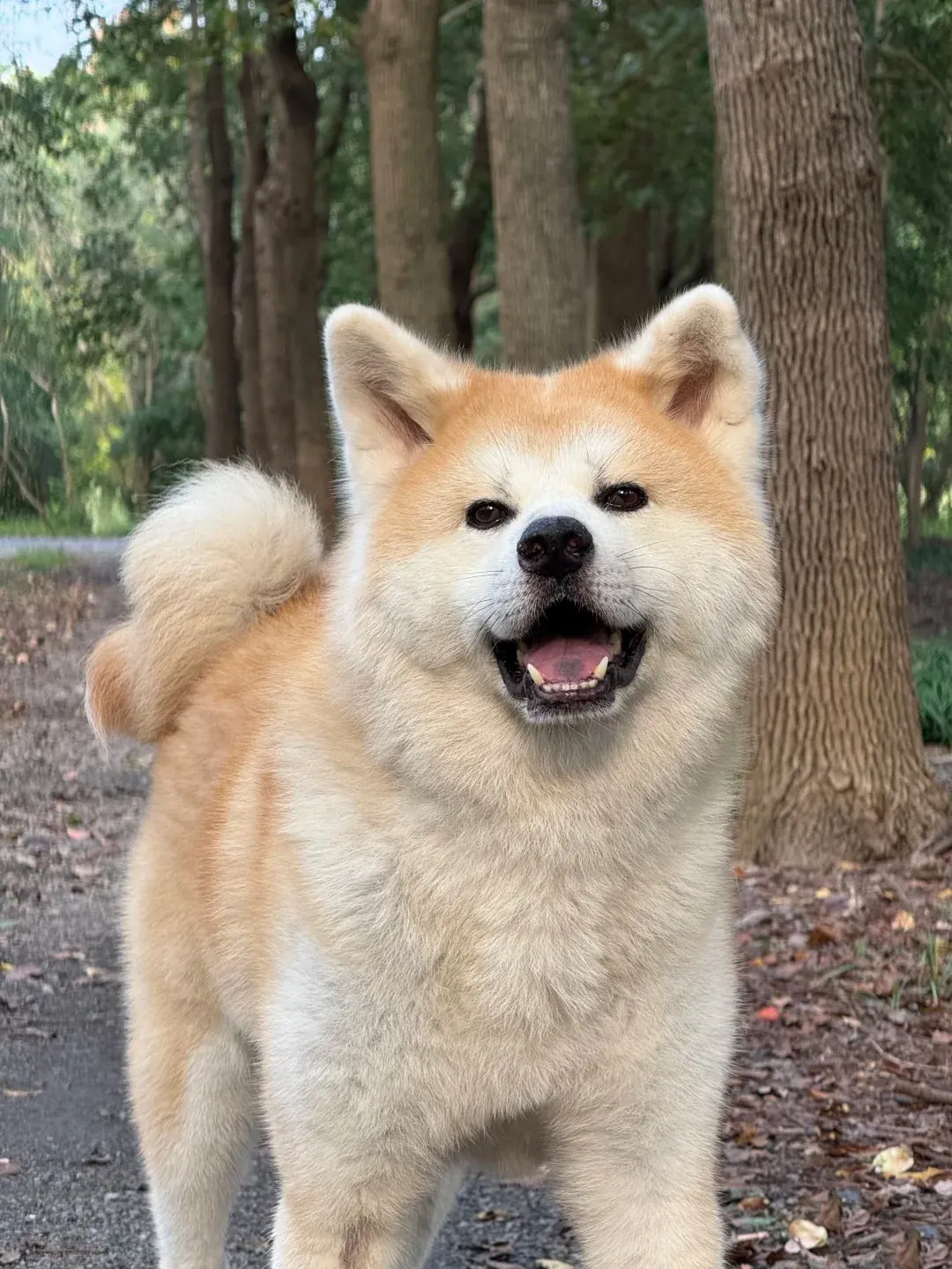 Chien qui ressemble à un ours : 8 races à découvrir Akita Inu fauve et blanc avec son double pelage épais, ses petites oreilles triangulaires et son museau carré qui lui donnent un air d'ours japonais