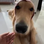 Snood Chien Lucky photo review