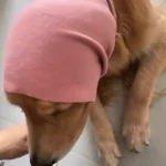 Snood Chien Lucky photo review