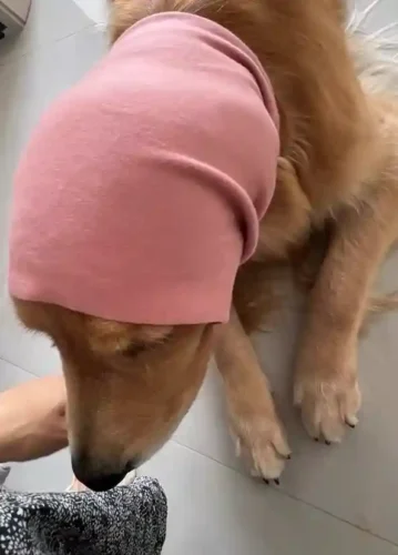 Click to view full screen Snood Chien Lucky photo review