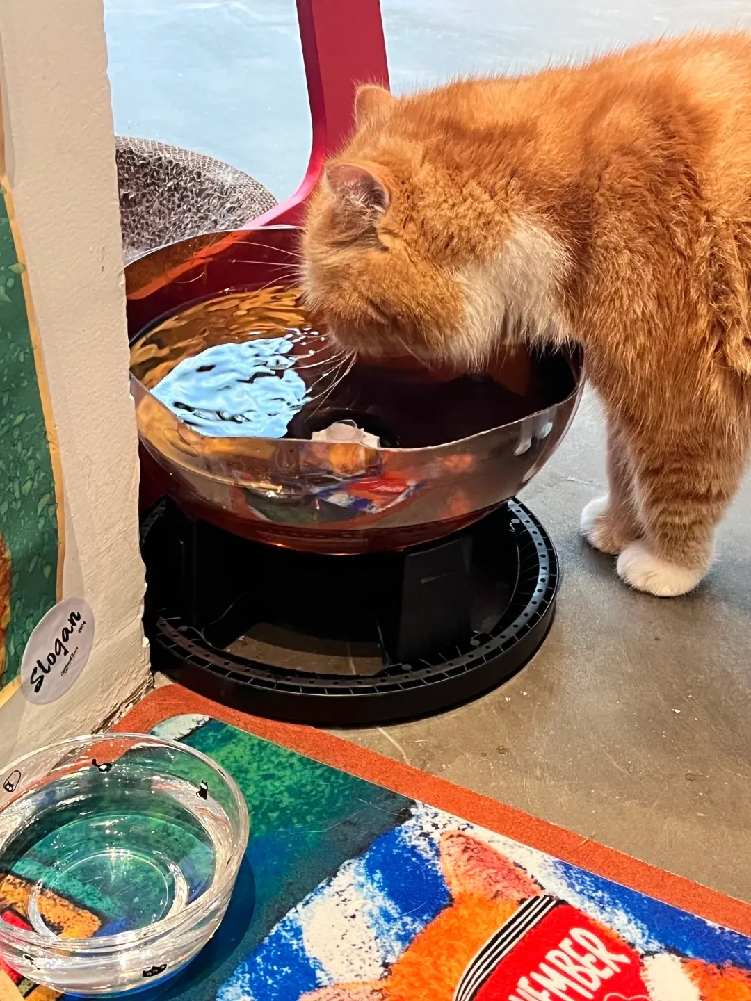 Chat buvant dans une gamelle en céramique claire posée sur un tapis anti-glisse coloré — configuration recommandée pour favoriser l'hydratation quotidienne