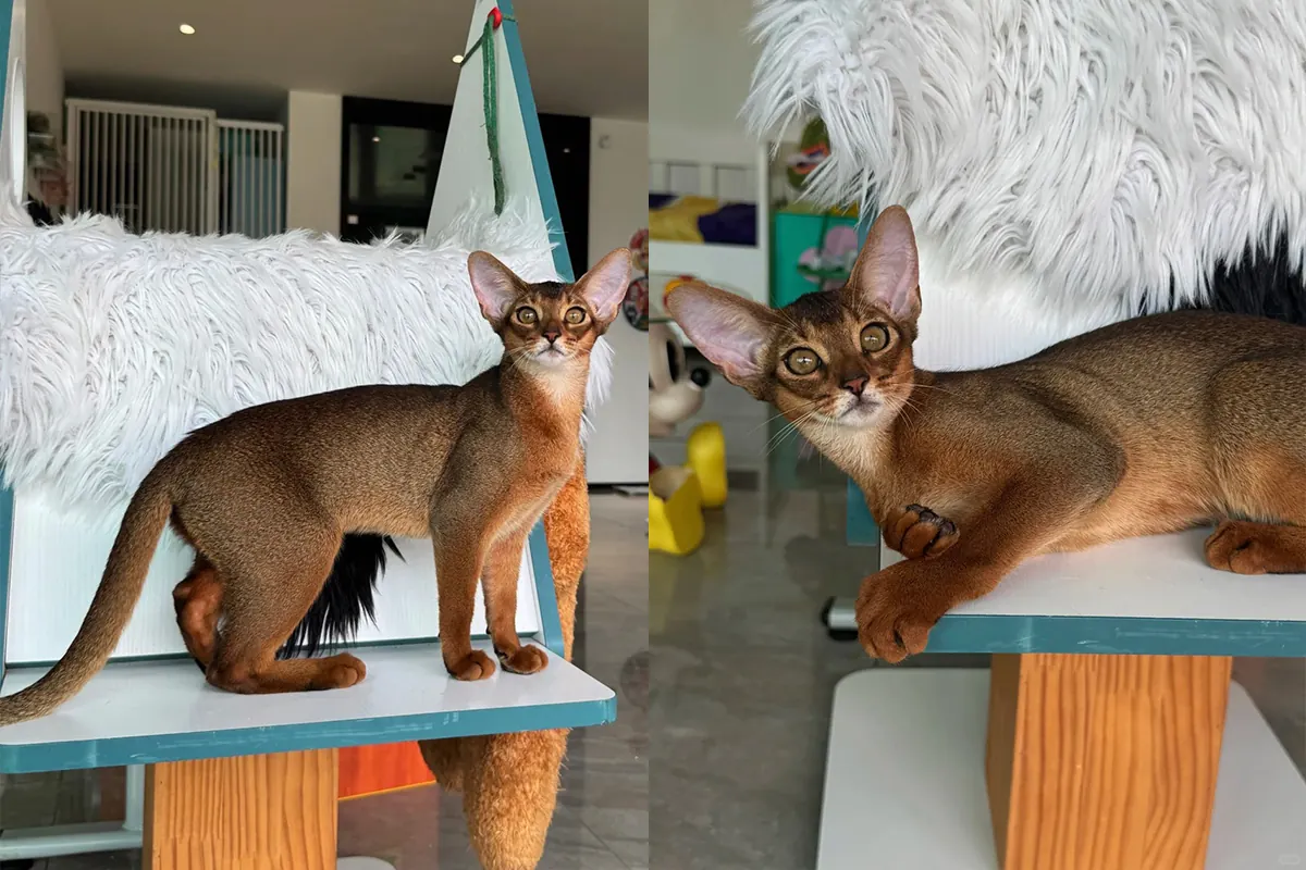 Chat Abyssin avec son pelage ras ticked couleur tawny et sa silhouette de petit puma élégant, chat à faible mue