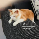 chat-allonge-sur-housse-accoudoir-canape-sisal-solide