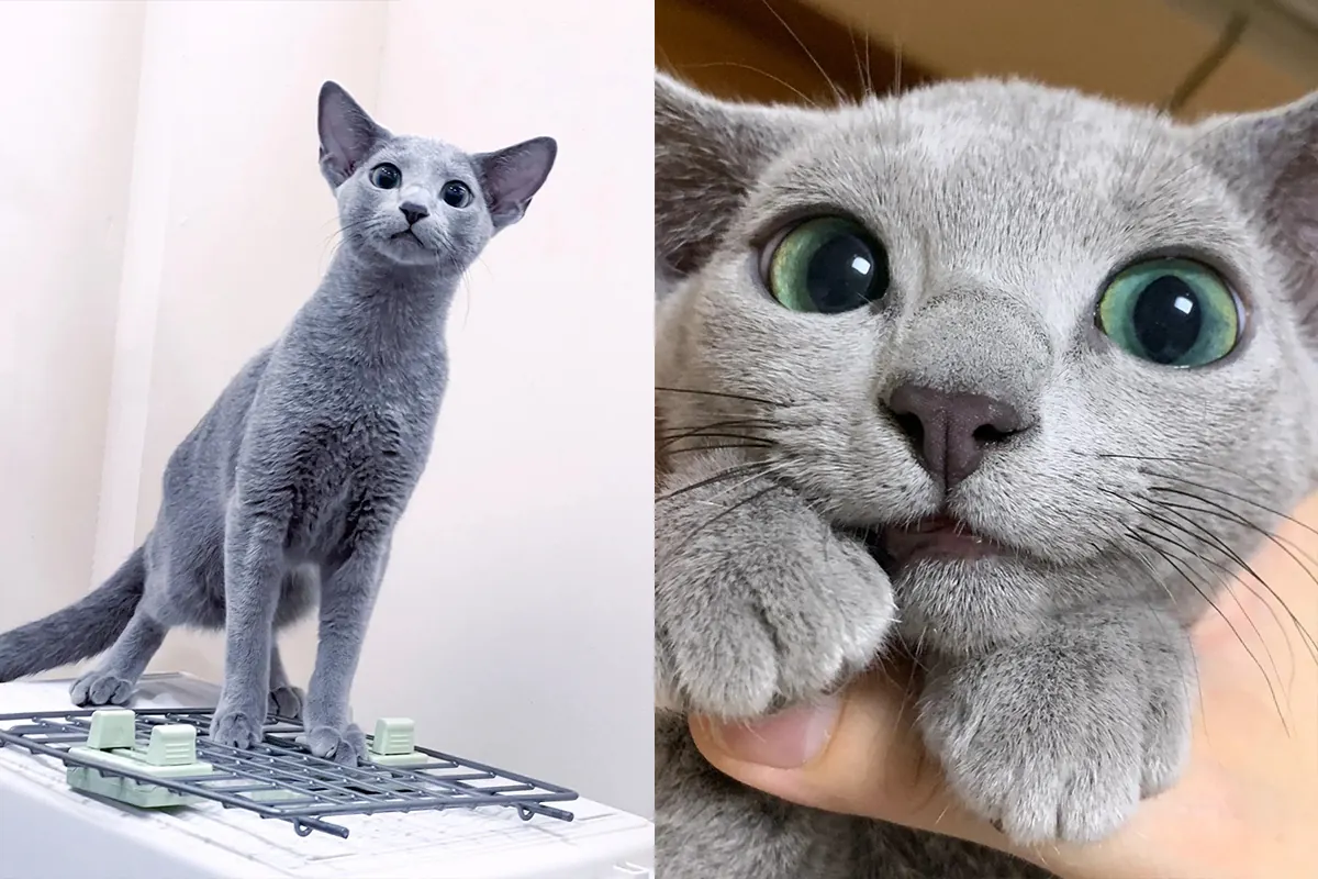Chat Bleu Russe avec son pelage bleu-gris à double couche dense et ses yeux verts caractéristiques, race qui retient bien ses poils