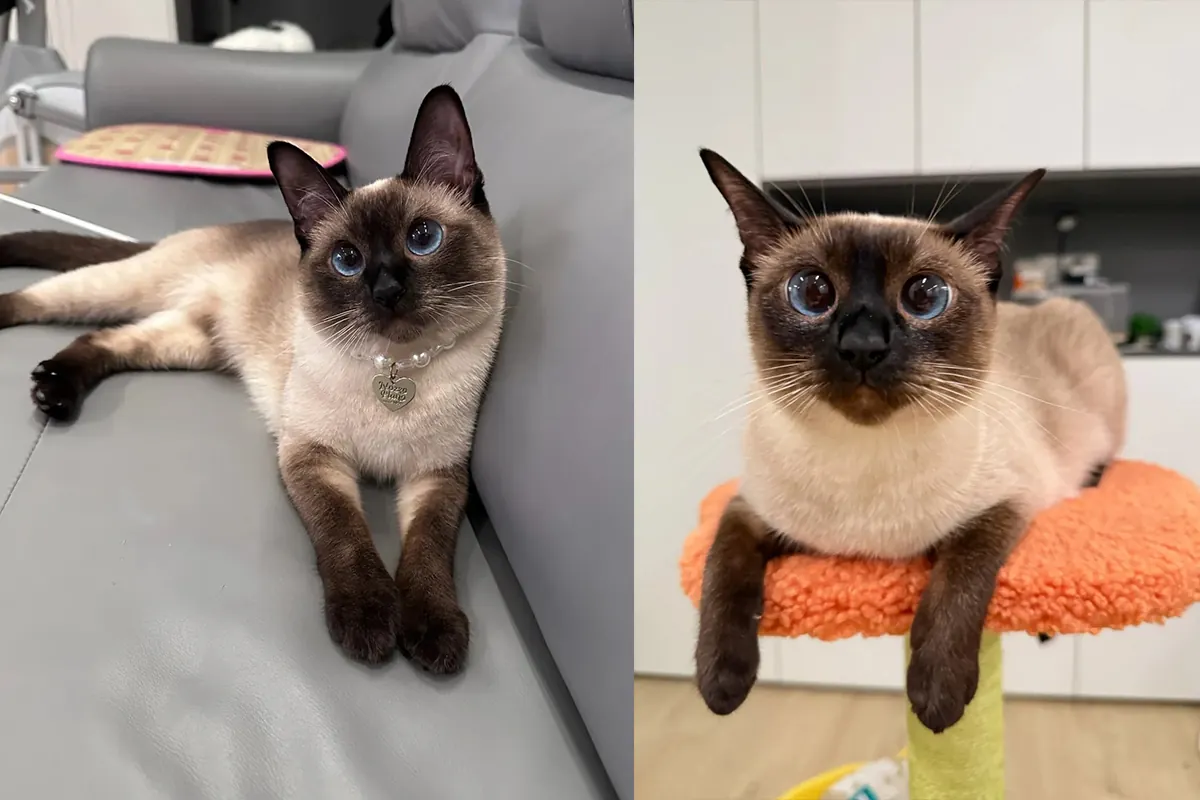 Chat Siamois avec son pelage crème aux extrémités foncées et ses yeux bleus, race à poil court qui perd peu de poils