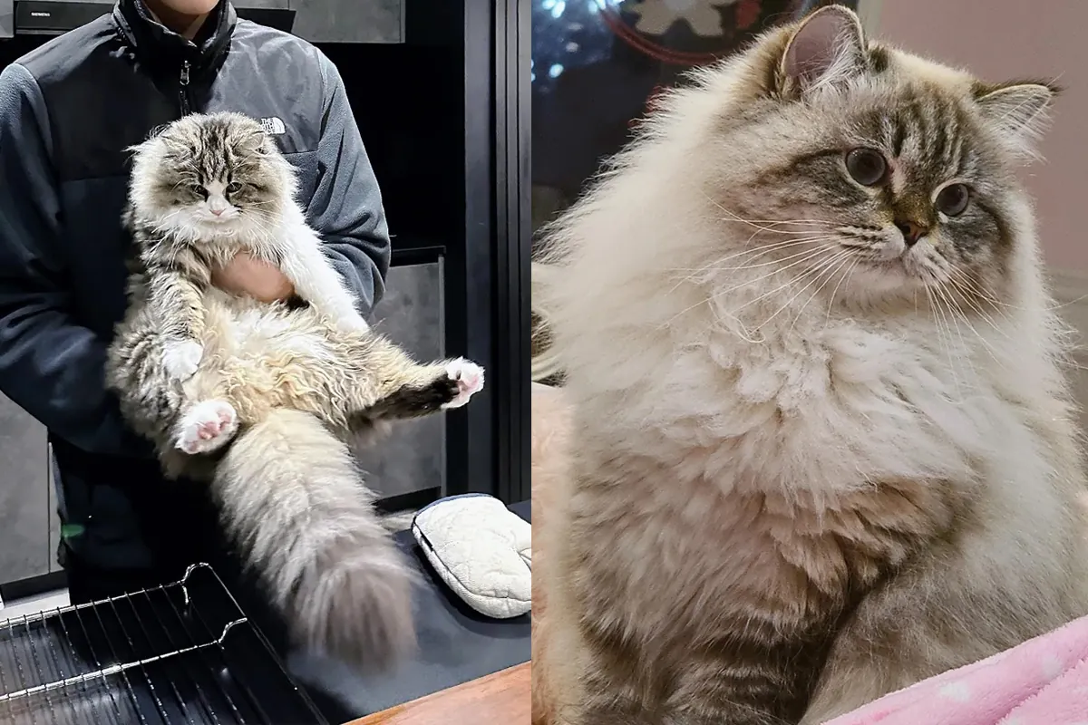 Chat Sibérien avec sa fourrure épaisse semi-longue, race à poil long qui produit naturellement peu de protéine Fel d1