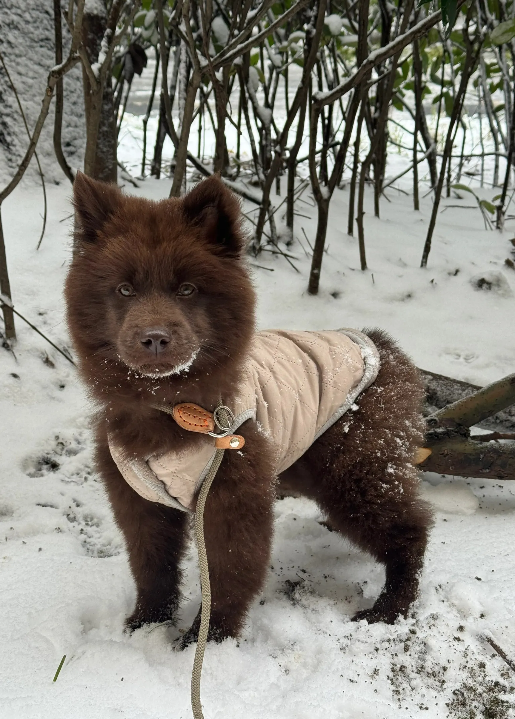 Chien qui ressemble à un ours : 8 races à découvrir Chow Chow roux chiot avec sa crinière de lion abondante et sa langue bleu-noir caractéristique, le chien-ours de taille moyenne par excellence