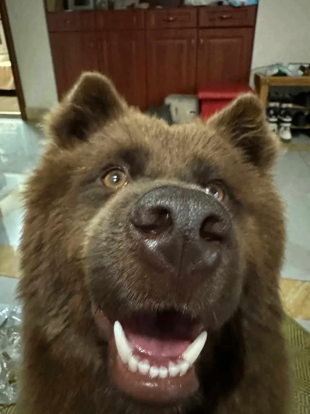 Chien qui ressemble à un ours : 8 races à découvrir Chow Chow roux adulte avec sa crinière de lion abondante et sa langue bleu-noir caractéristique, le chien-ours de taille moyenne par excellence