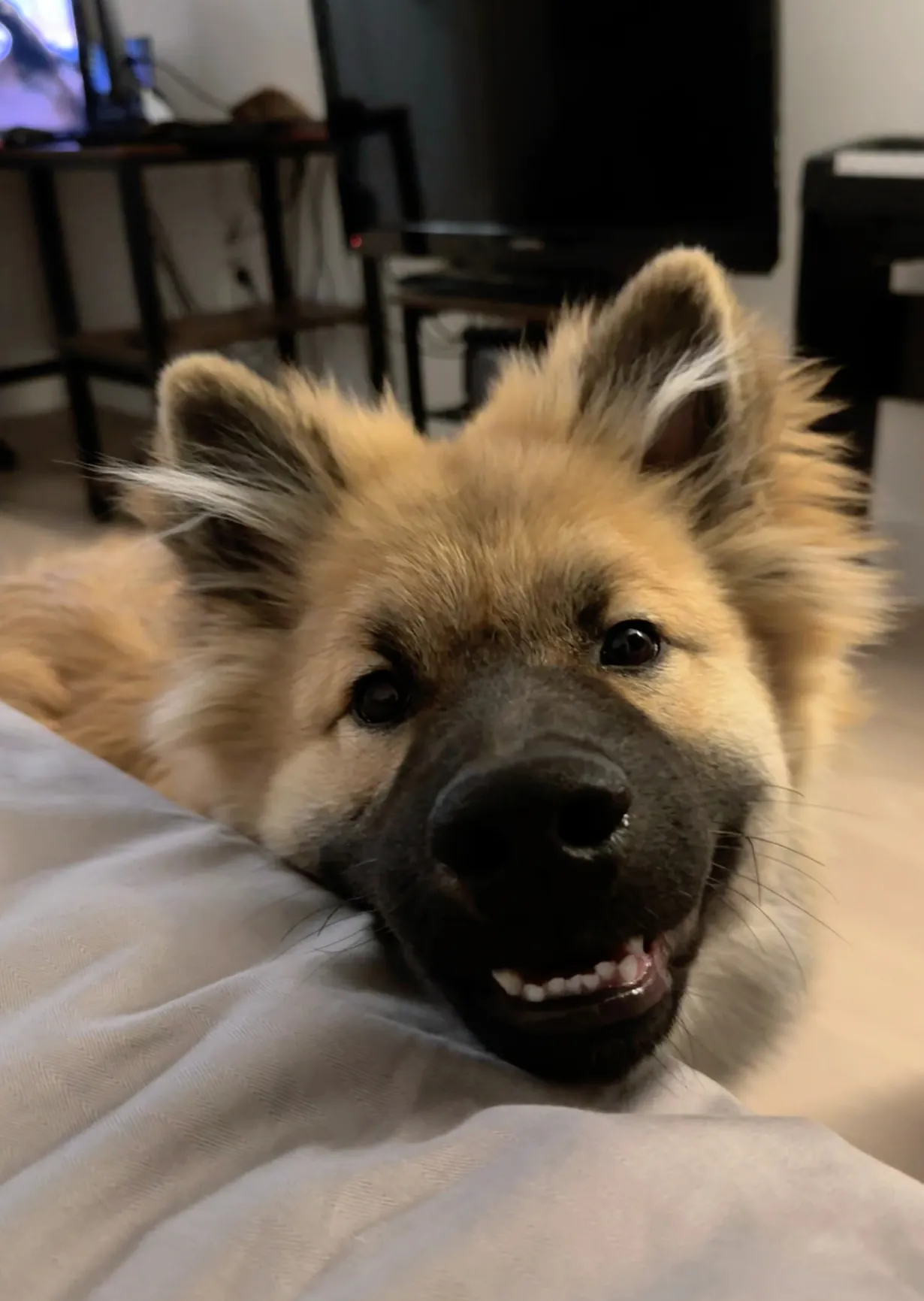 Chien qui ressemble à un ours : 8 races à découvrir Eurasier avec son pelage dense et varié en couleurs fauve et sombre, chien de taille moyenne qui ressemble à un ourson équilibré et familial