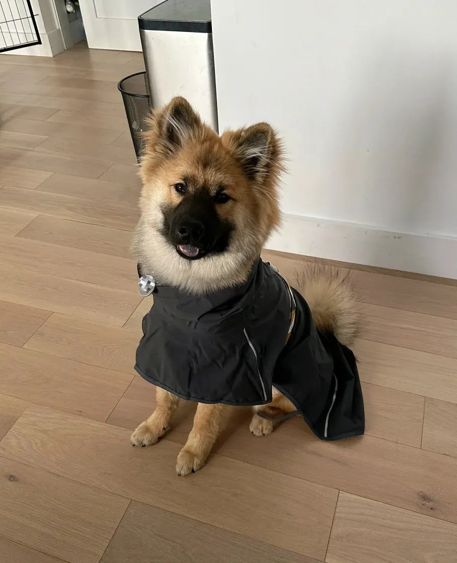 Chien qui ressemble à un ours : 8 races à découvrir Eurasier avec son pelage dense et varié en couleurs fauve et sombre, chien de taille moyenne qui ressemble à un ourson équilibré et familial