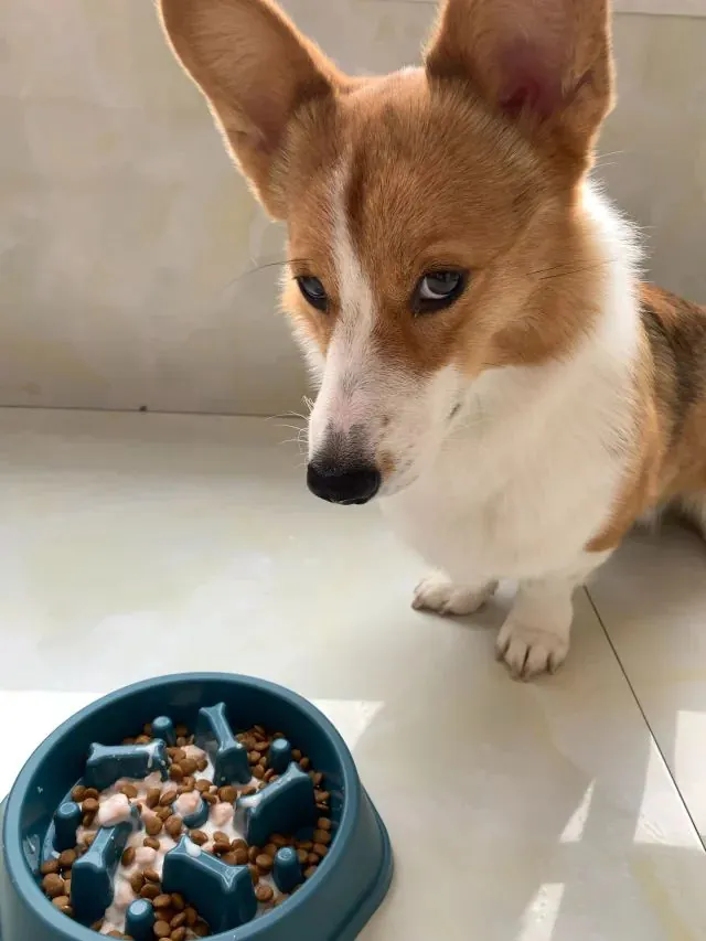 Deux gamelles de croquettes pour chien — fractionner les repas en 2 ou 3 prises par jour réduit la vitesse d'ingestion
