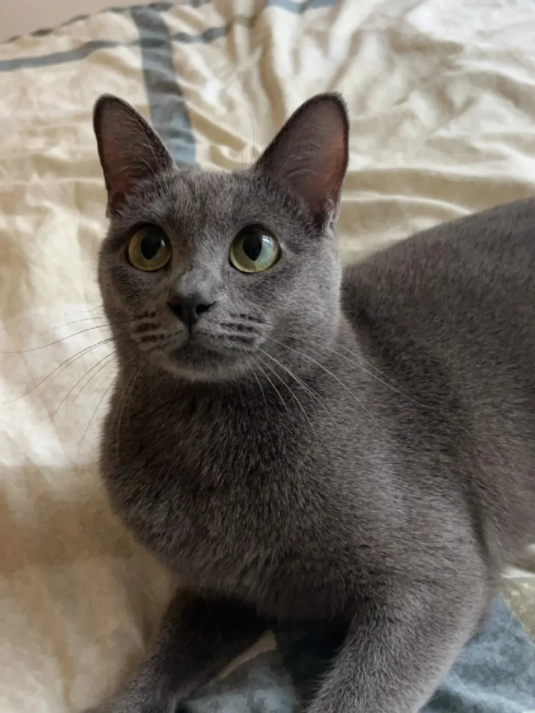 Pourquoi les chats miaulent ? Chat Chartreux gris-bleu aux yeux orange cuivré — race française emblématique, très discrète et robuste