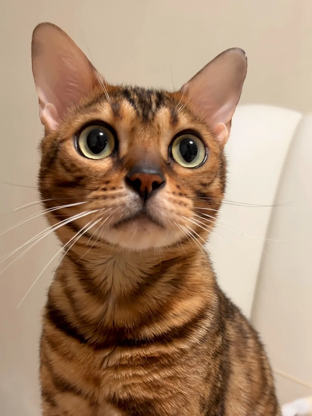 Pourquoi les chats miaulent ? Chat Bengal au pelage tacheté doré rappelant le léopard — race très vocale et active, originaire des États-Unis