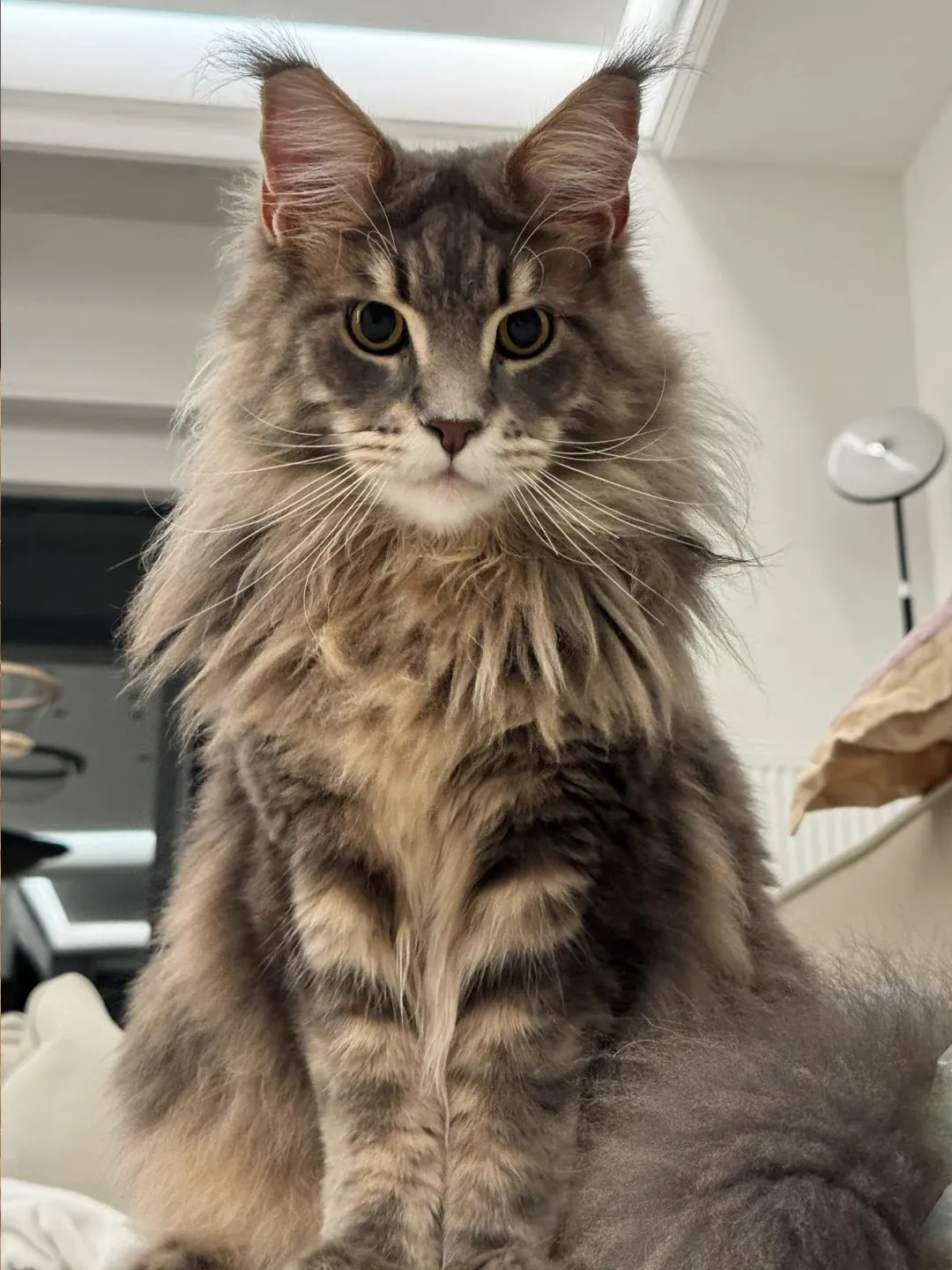 Pourquoi les chats miaulent ? Maine Coon grand chat brun aux longs poils touffus — race bavarde avec sons uniques de roucoulement et trilles