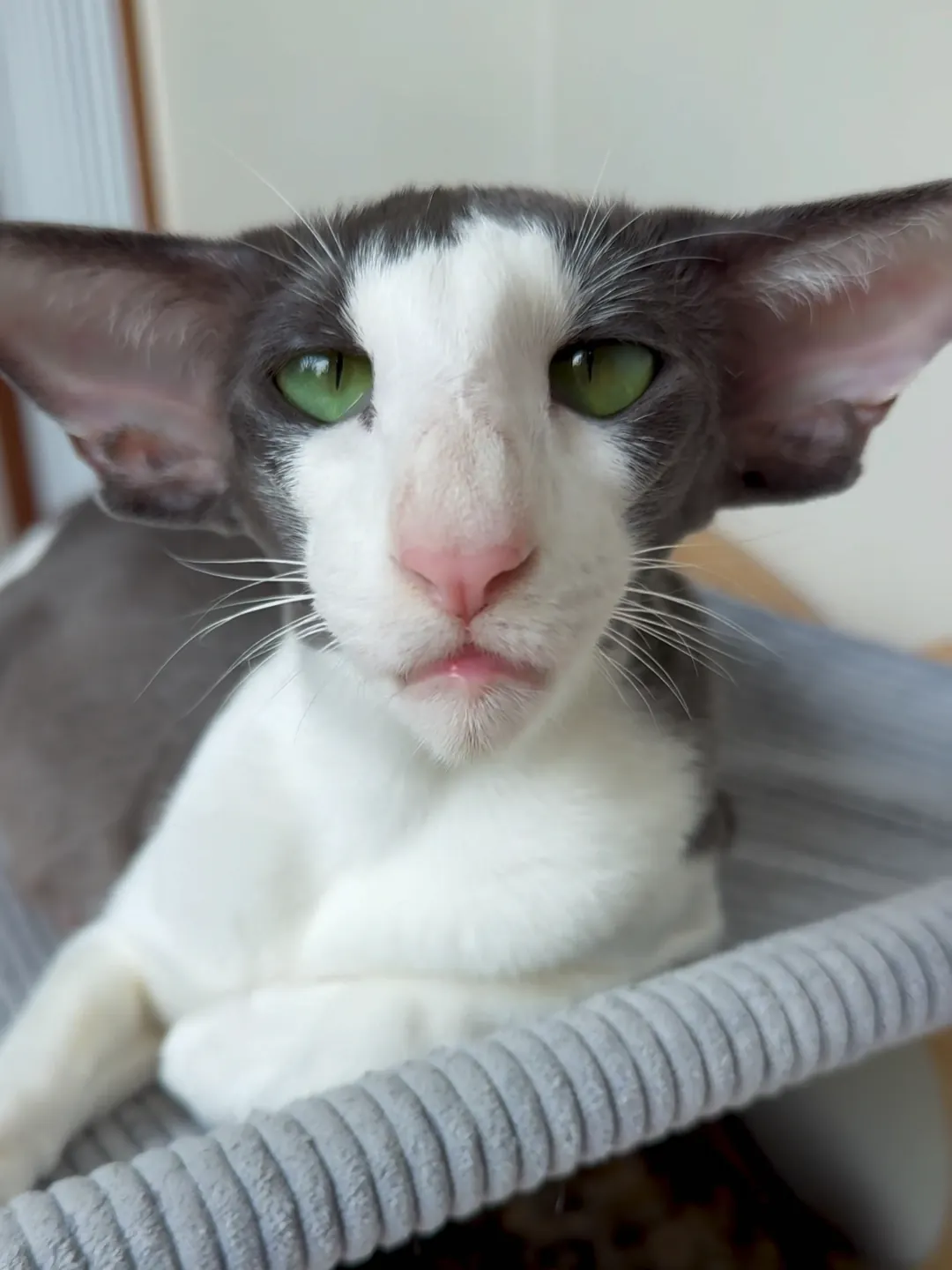 Pourquoi les chats miaulent ? Chat Oriental élancé aux grandes oreilles triangulaires — cousin du Siamois, très vocal et expressif, robe variée