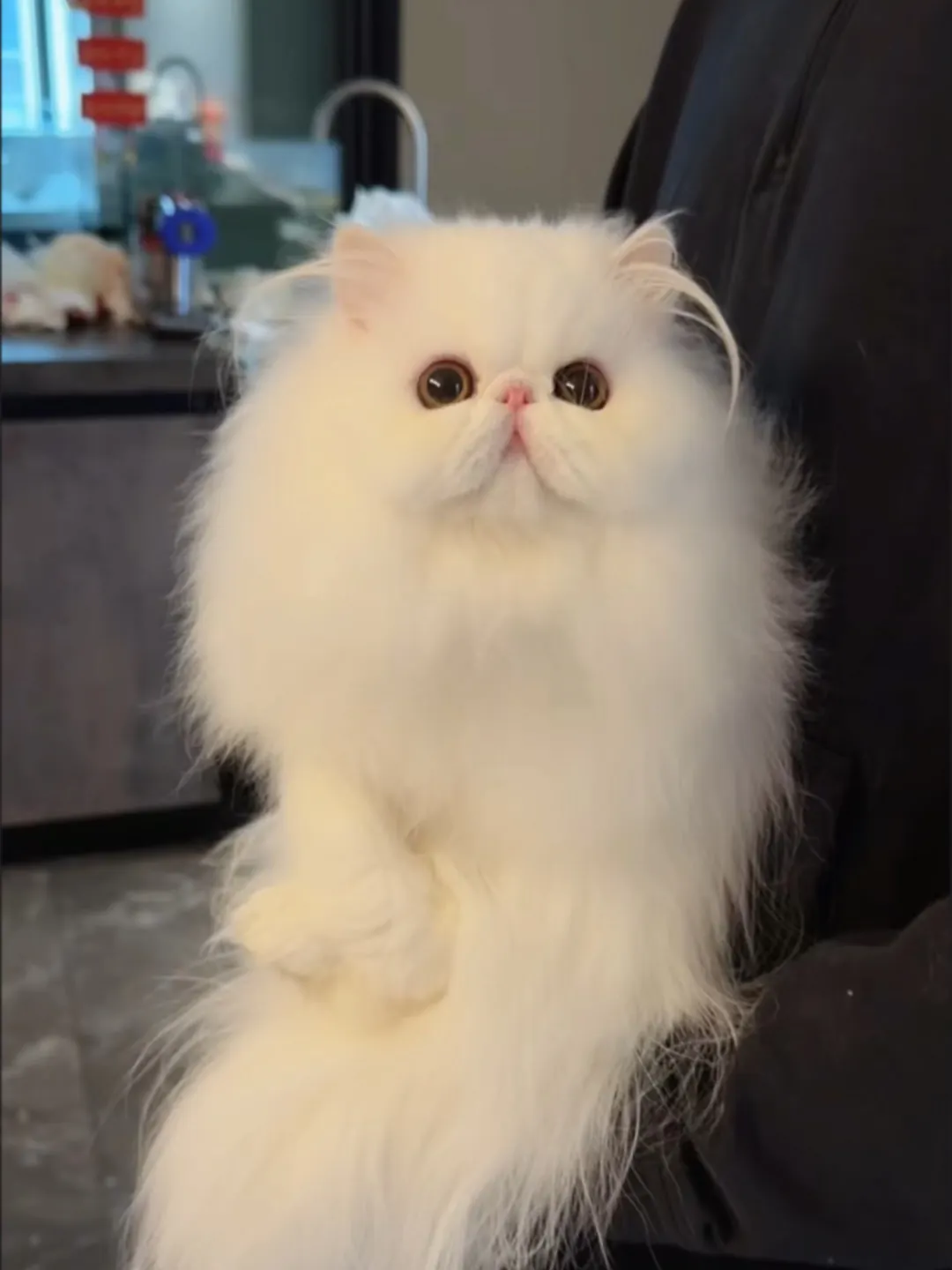 Pourquoi les chats miaulent ? Chat Persan au poil long blanc crème et museau aplati — race très calme et silencieuse, communique par le regard