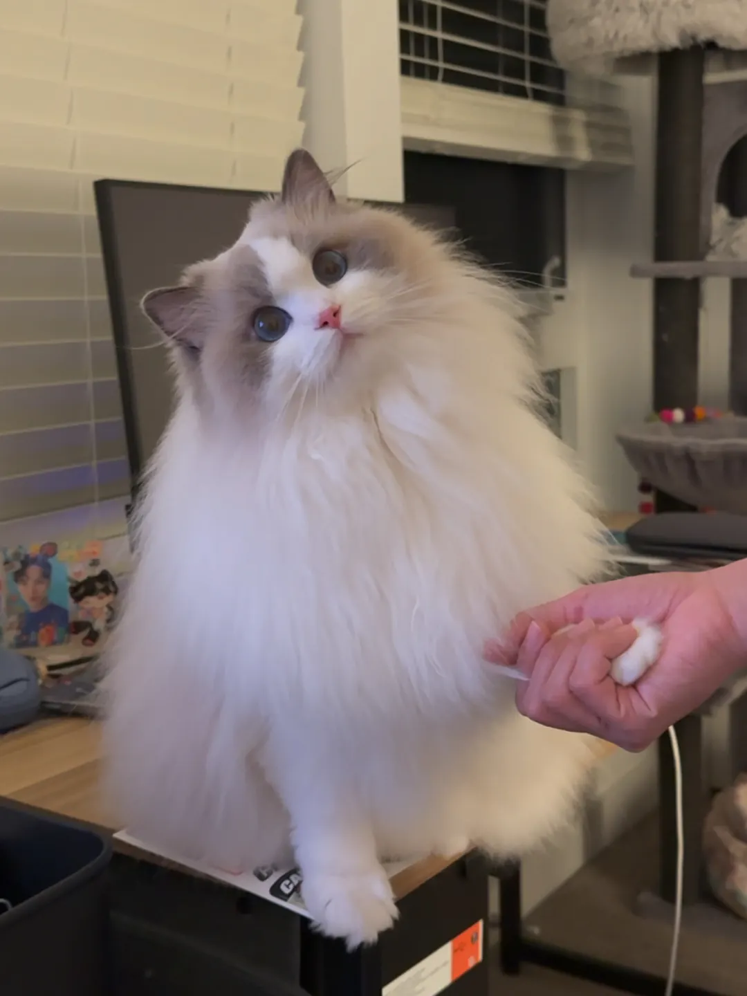 Pourquoi les chats miaulent ? Chat Ragdoll à longue fourrure douce et yeux bleus — géant calme et silencieux idéal pour les familles en appartement