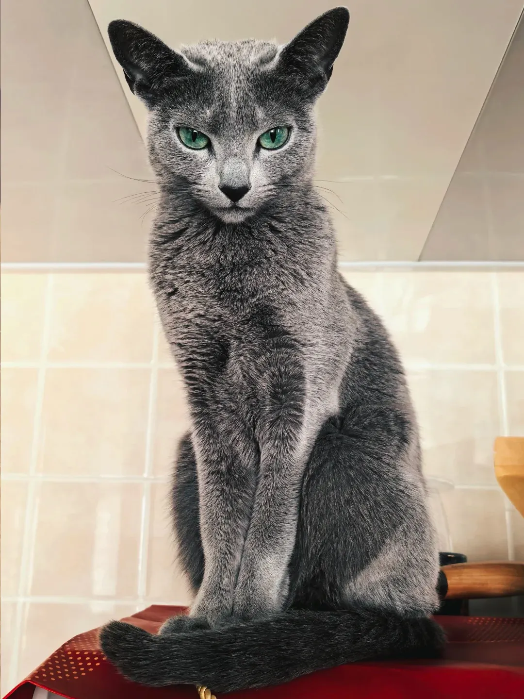 Pourquoi les chats miaulent ? Chat Bleu Russe élancé aux yeux verts émeraude — race silencieuse et loyale originaire d'Arkhangelsk, Russie