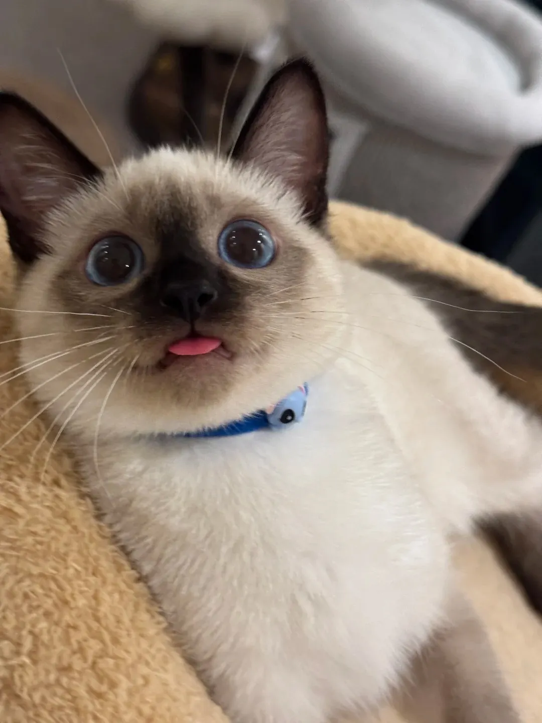 Pourquoi les chats miaulent ? Chat Siamois aux yeux bleus profonds et robe colourpoint — race la plus vocale, jusqu'à 100 vocalises, corps élancé