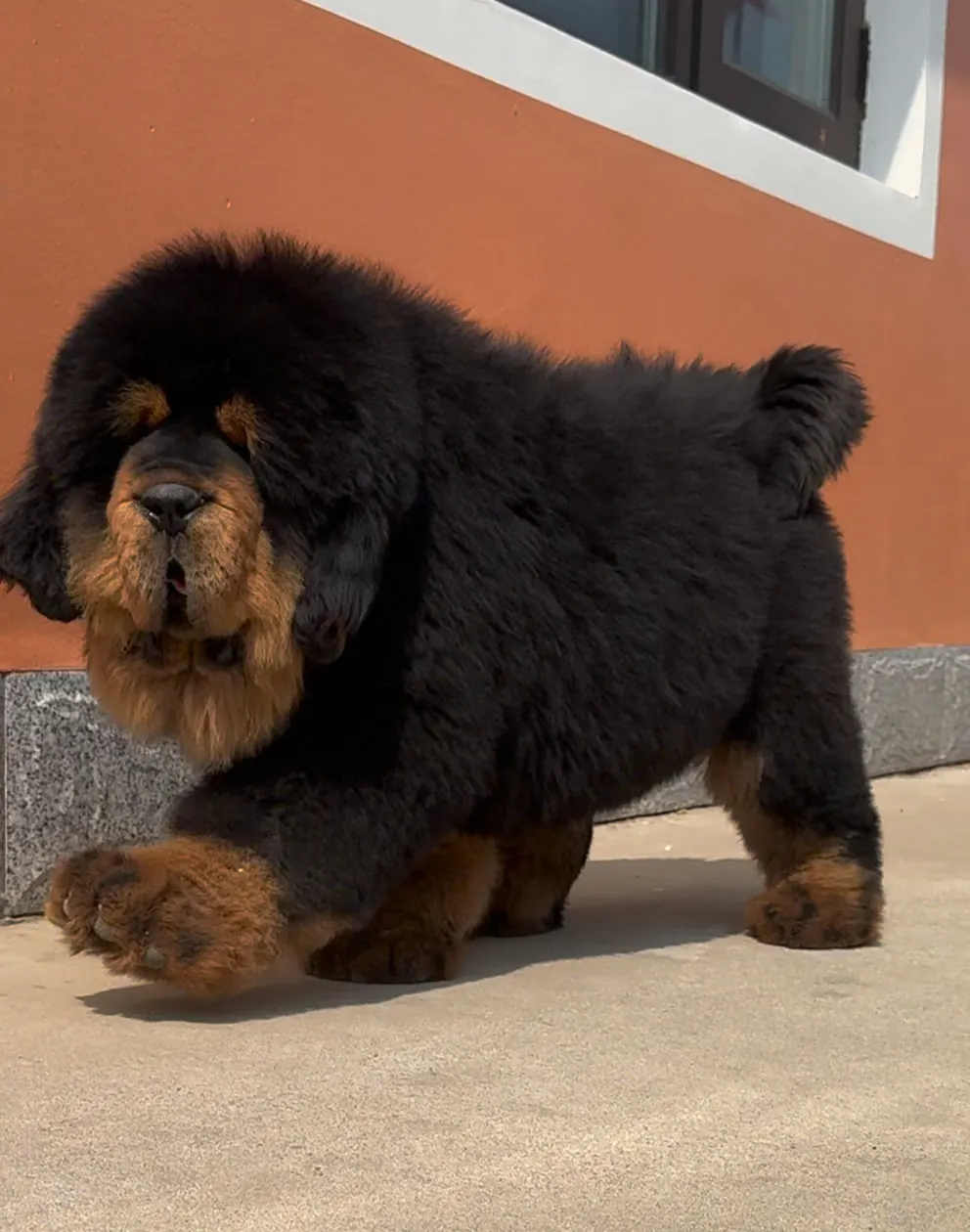 Chien qui ressemble à un ours : 8 races à découvrir Mastiff tibétain avec sa crinière de lion et son pelage fauve très dense, race monumentale qui ressemble à un ours avec une allure de lion