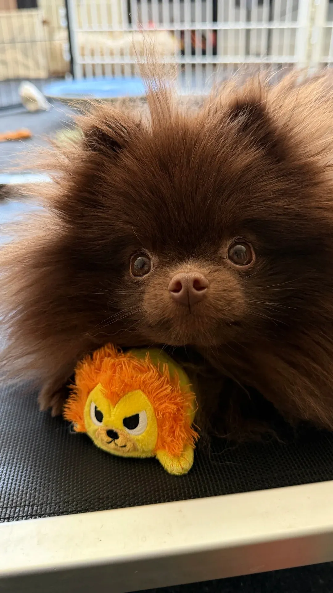 Chien qui ressemble à un ours : 8 races à découvrir Spitz nain (Loulou de Poméranie) roux avec sa crinière volumineuse, le petit chien qui ressemble à un ourson en peluche miniature