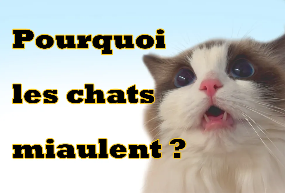 pourquoi les chats miaulent
