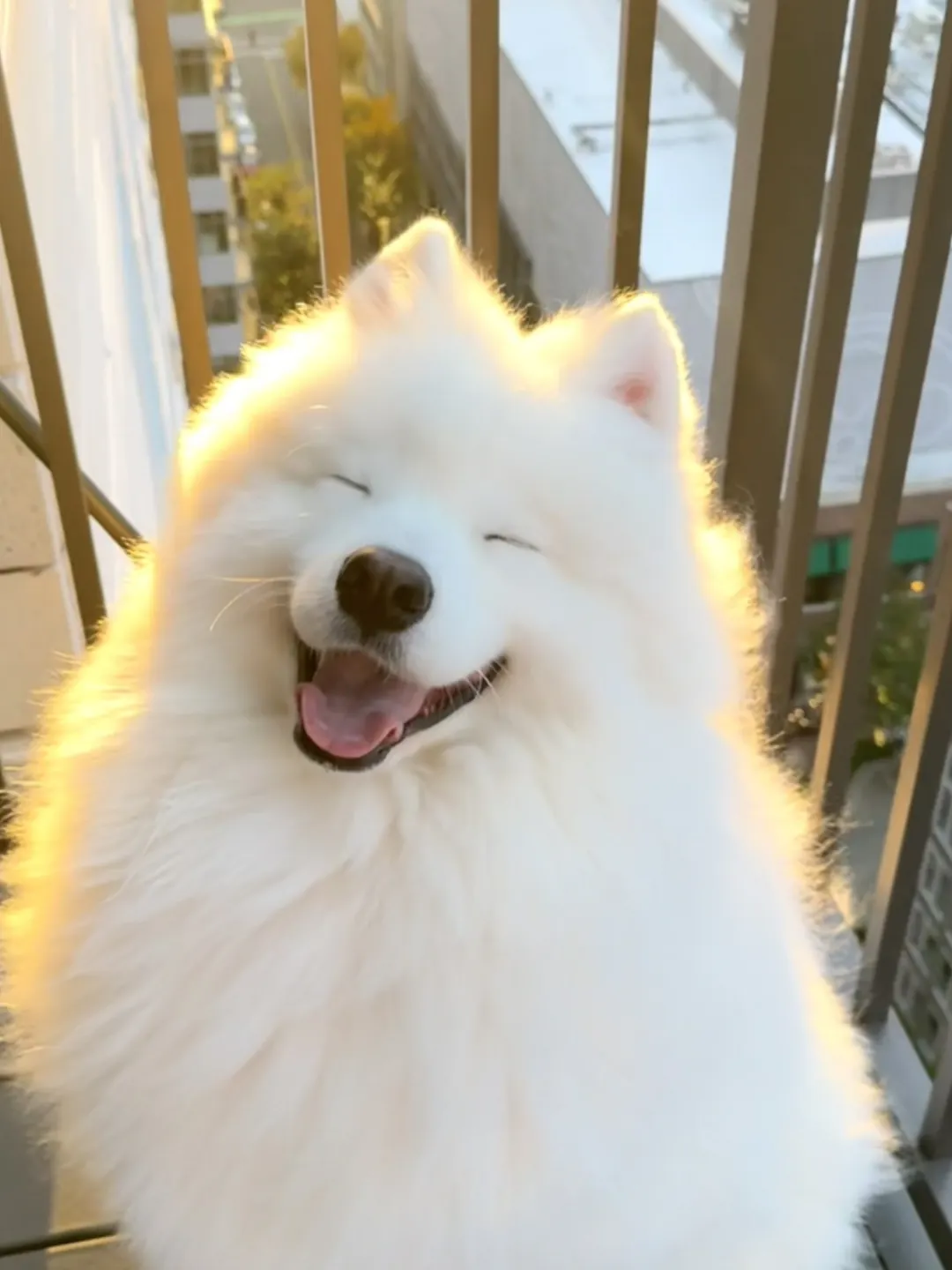 Chien qui ressemble à un ours : 8 races à découvrir Samoyède adulte tout blanc avec son pelage immaculé et son sourire caractéristique, le chien qui ressemble à un ours polaire