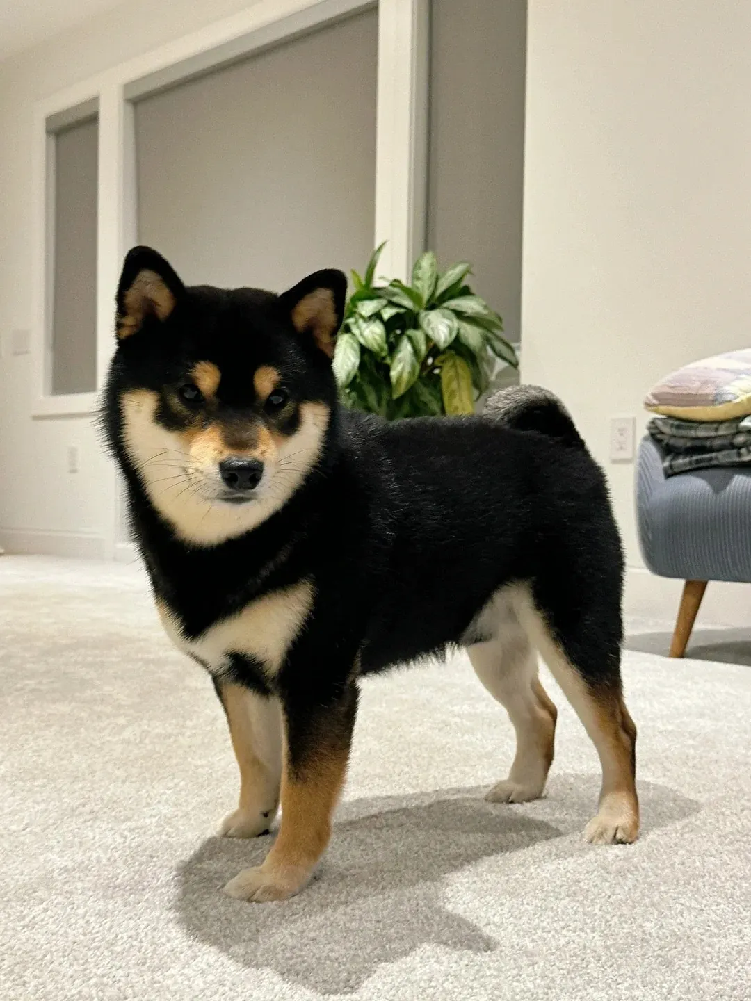 Chien qui ressemble à un ours : 8 races à découvrir Akita Inu fauve et blanc avec son double pelage épais, ses petites oreilles triangulaires et son museau carré qui lui donnent un air d'ours japonais