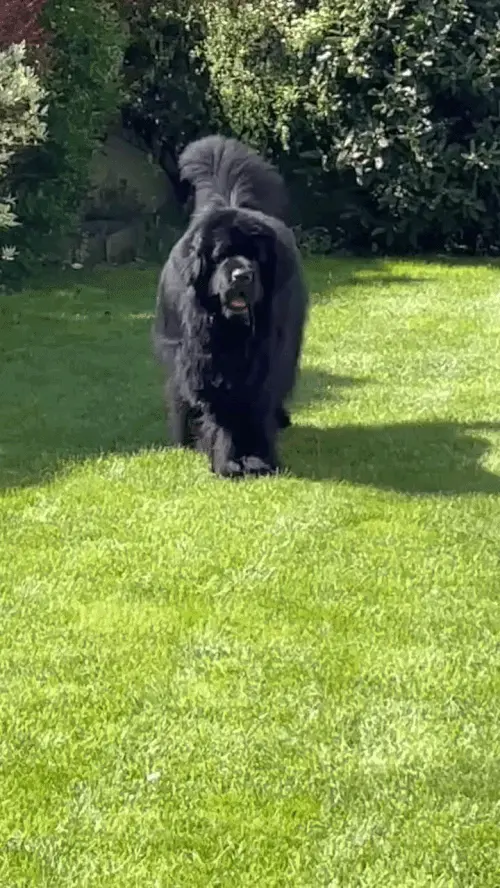 Chien qui ressemble à un ours : 8 races à découvrir Terre-Neuve noir massif et duveteux couché sur l'herbe, race géante qui ressemble à un ours noir par sa taille et son pelage