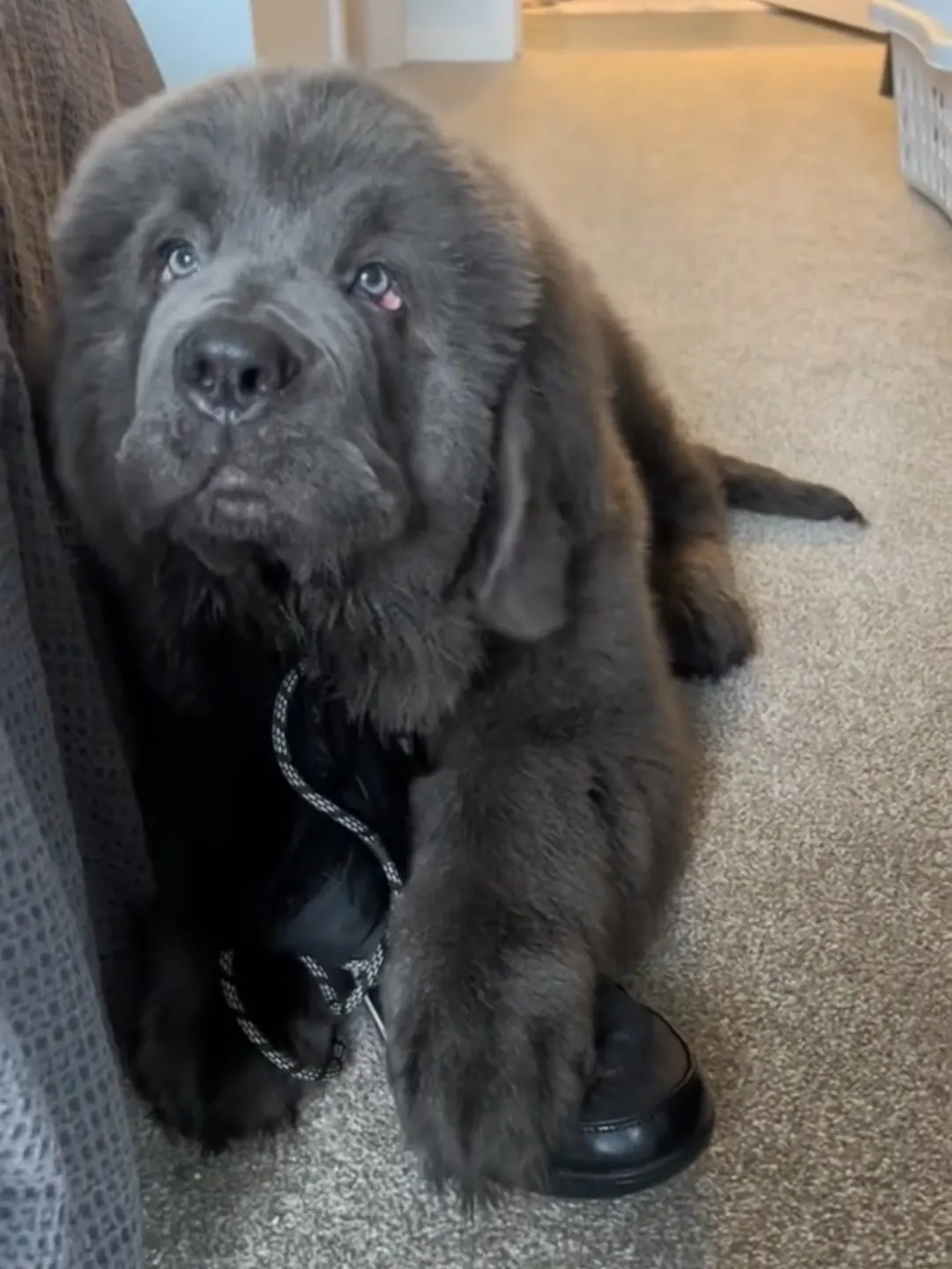 Chien qui ressemble à un ours : 8 races à découvrir terre neuve chien noir fourrure epaisse race geante style ours noir