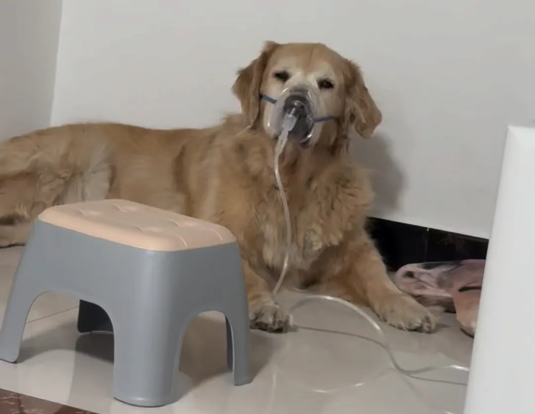 Pourquoi mon chien aboie autant ? Chien âgé allongé avec regard triste, les aboiements inhabituels chez un chien senior peuvent signaler une douleur ou un problème de santé