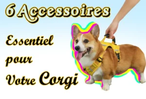 Noms de Chien Commençant par A : Guide Complet 6 accessoires Essentiel pour corgi