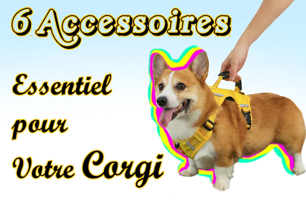 6 accessoires Essentiel pour corgi