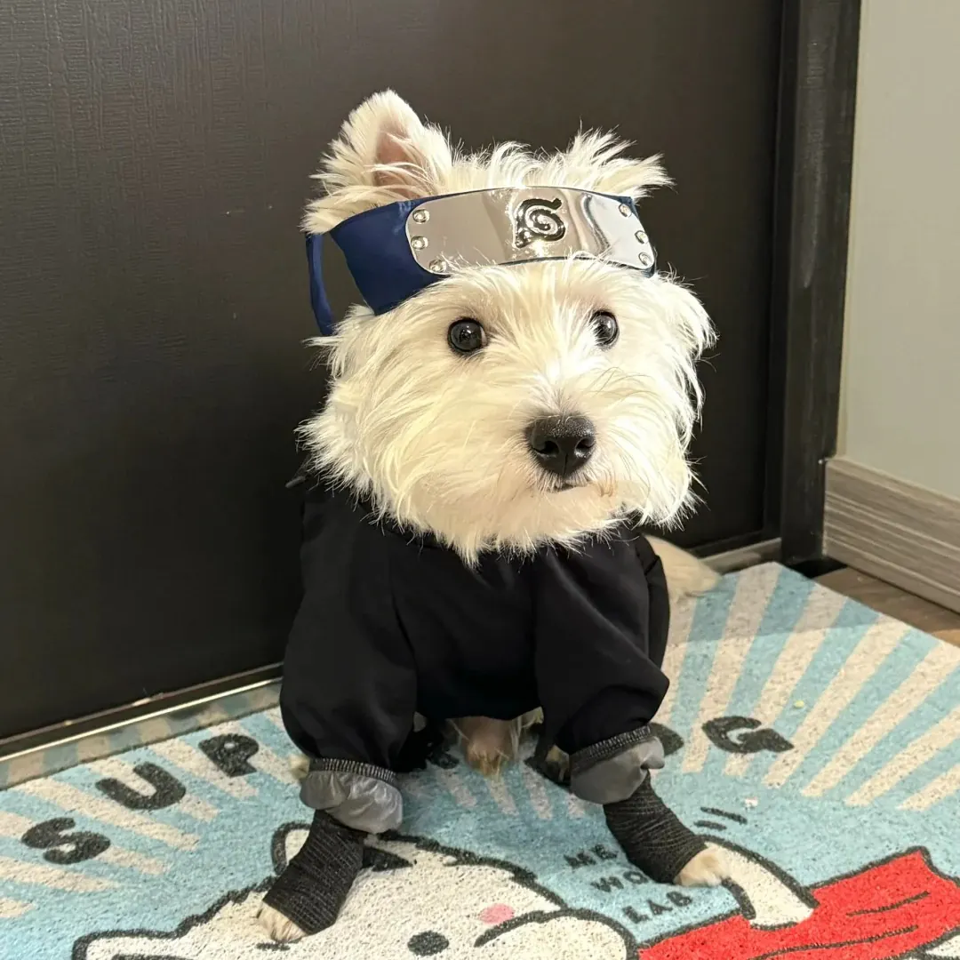 Bichon Frisé déguisé en ninja de Naruto pour Halloween — costume complet avec bandeau et tenue noire