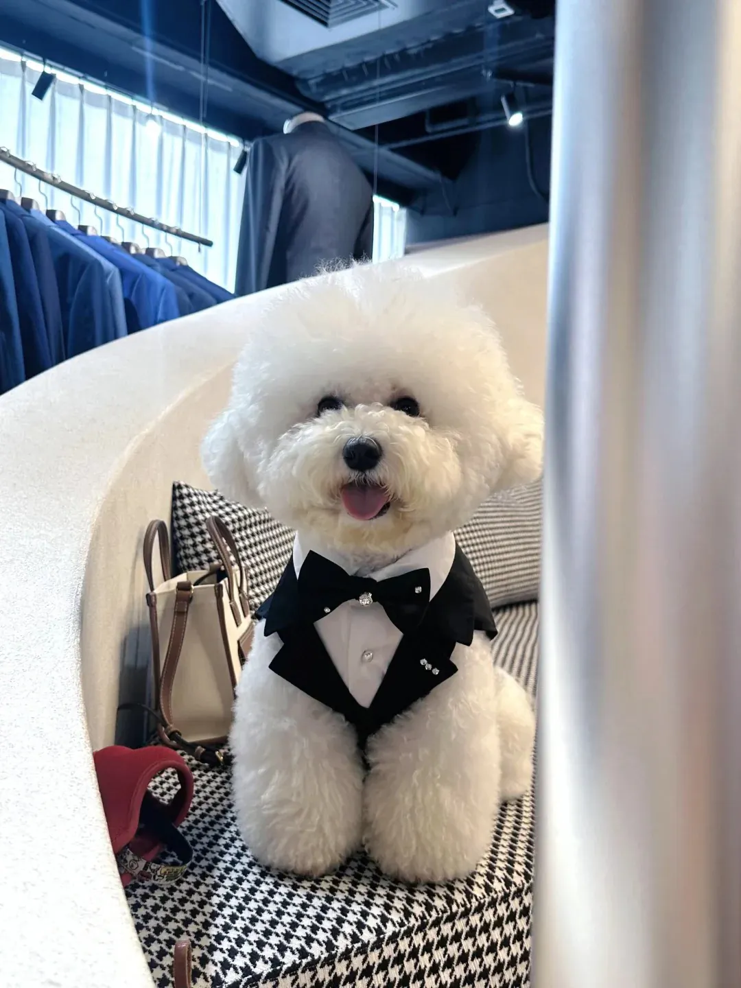 Bichon Frisé en petit costume avec nœud papillon — chien habillé élégant pour photo portrait