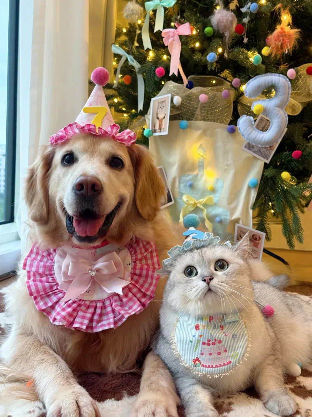 Chat et chien déguisés ensemble pour un anniversaire — chapeaux de fête assortis, photo complice des deux animaux