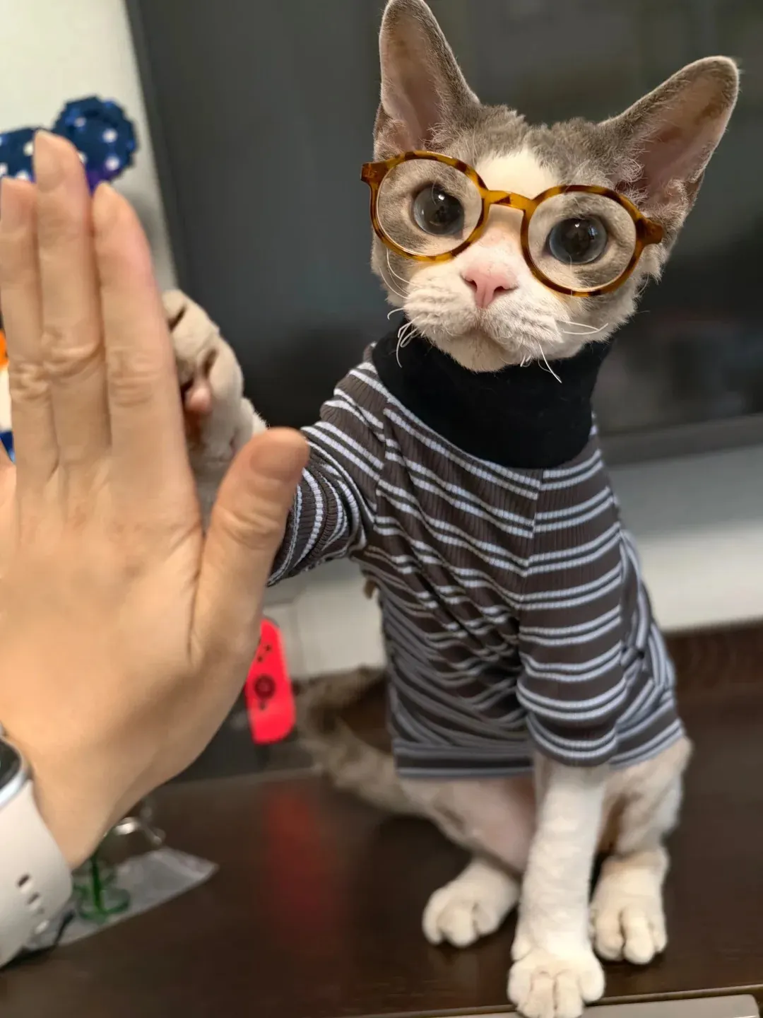 Chat portant des lunettes de soleil rondes — photo humoristique d'un chat accessoirisé