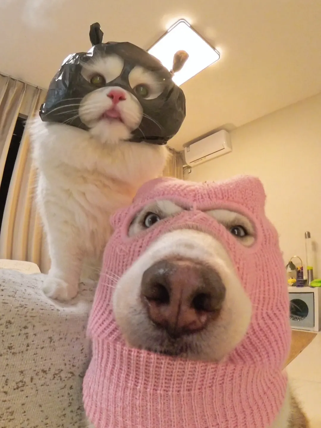 Chien et chat côte à côte, déguisés avec des accessoires festifs — photo principale de l'article