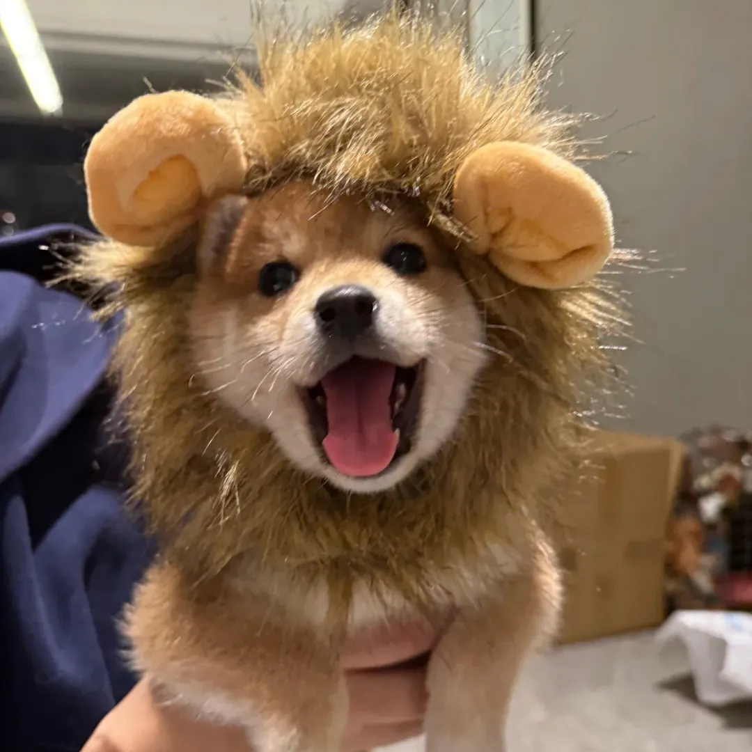 Chien déguisé en lion avec crinière en tissu marron autour du cou — déguisement Halloween drôle et mignon
