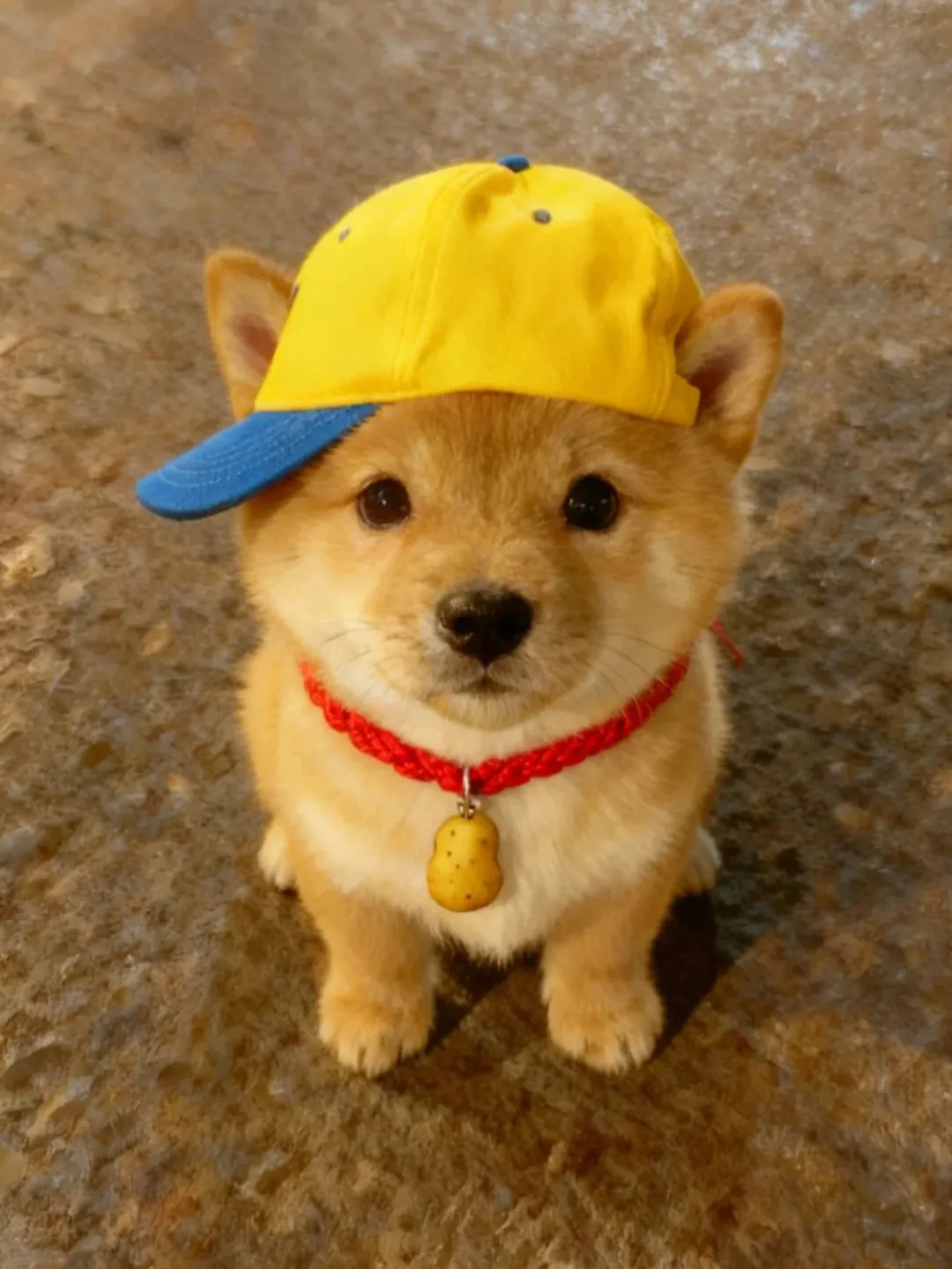Chien portant une casquette posée sur la tête — photo spontanée et décontractée