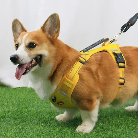 Corgi en balade portant un harnais, illustrant les accessoires adaptés à sa morphologie — ventre bas et pattes courtes