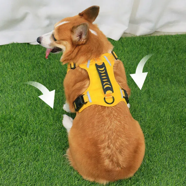 Corgi portant un harnais H type avec poignée sur le dos, en promenade en laisse — vue de côté montrant la répartition de la pression sur le poitrail