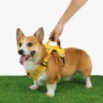 Harnais Spécial Corgi — Anti-Tireur, Poignée de Maintien, H Type Respirant